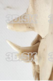 Skull Boar - Sus scrofa 0030